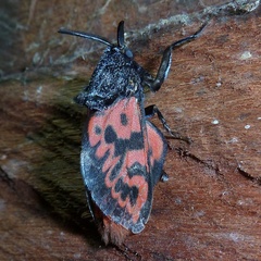 Edebessa bicolor