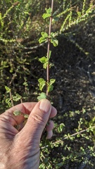 Ceanothus perplexans