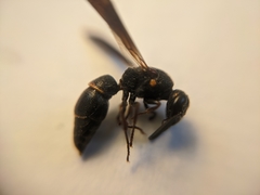 Parancistrocerus histrio