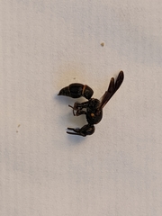Parancistrocerus histrio