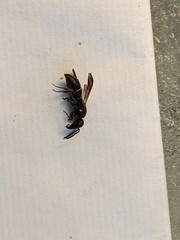 Parancistrocerus histrio