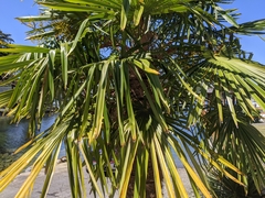 Trachycarpus
