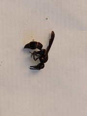 Parancistrocerus histrio