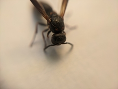 Parancistrocerus histrio