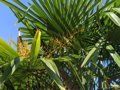 Trachycarpus