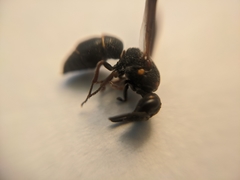 Parancistrocerus histrio