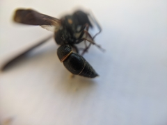 Parancistrocerus histrio