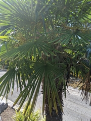 Trachycarpus
