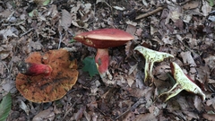 Boletus carminiporus