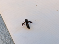 Parancistrocerus histrio