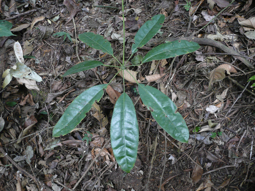 Schefflera barteri