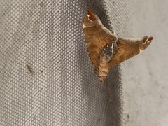 Eulithis molliculata