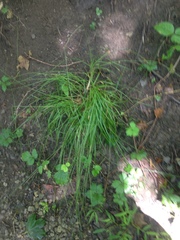 Carex cephalophora