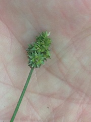Carex cephalophora