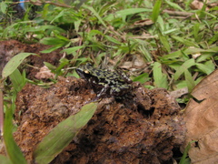 Eleutherodactylus leprus