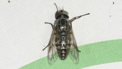 Hybomitra microcephala
