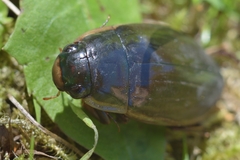 Dytiscus semisulcatus