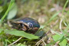Dytiscus semisulcatus