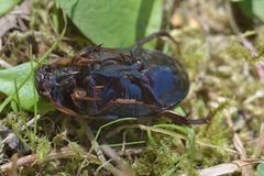 Dytiscus semisulcatus