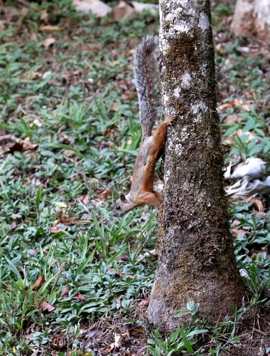 Variegated Squirrel