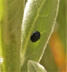 Stethorus punctum