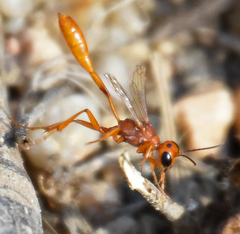 Ammophila ferruginosa
