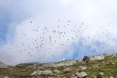 Pyrrhocorax graculus