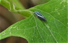 Graphocephala lugubris