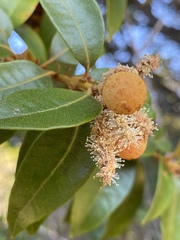 Dryocosmus castanopsidis