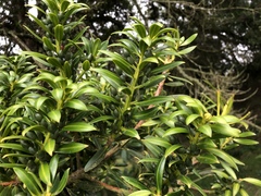 Podocarpus oleifolius
