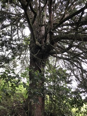 Podocarpus oleifolius