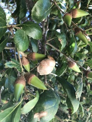 Quercus agrifolia
