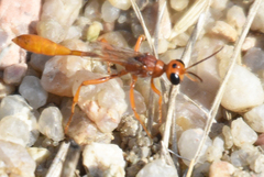 Ammophila ferruginosa