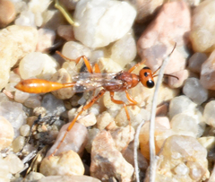 Ammophila ferruginosa