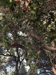 Quercus agrifolia