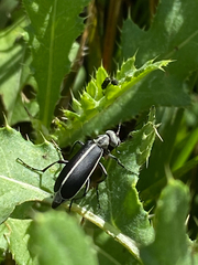 Epicauta cinerea-group