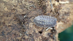 Porcellio spinipennis