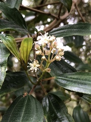 Miconia biperulifera