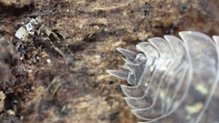 Porcellio spinipennis