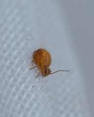 Sminthurus nigromaculatus