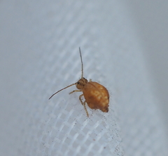 Sminthurus nigromaculatus