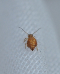 Sminthurus nigromaculatus