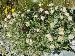 Achillea nana