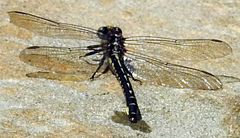 Hylogomphus adelphus