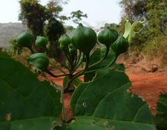 Ritchiea capparoides