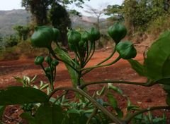 Ritchiea capparoides