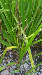 Sparganium eurycarpum