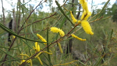 Acacia caroleae
