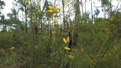 Acacia caroleae