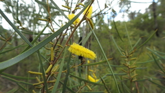 Acacia caroleae